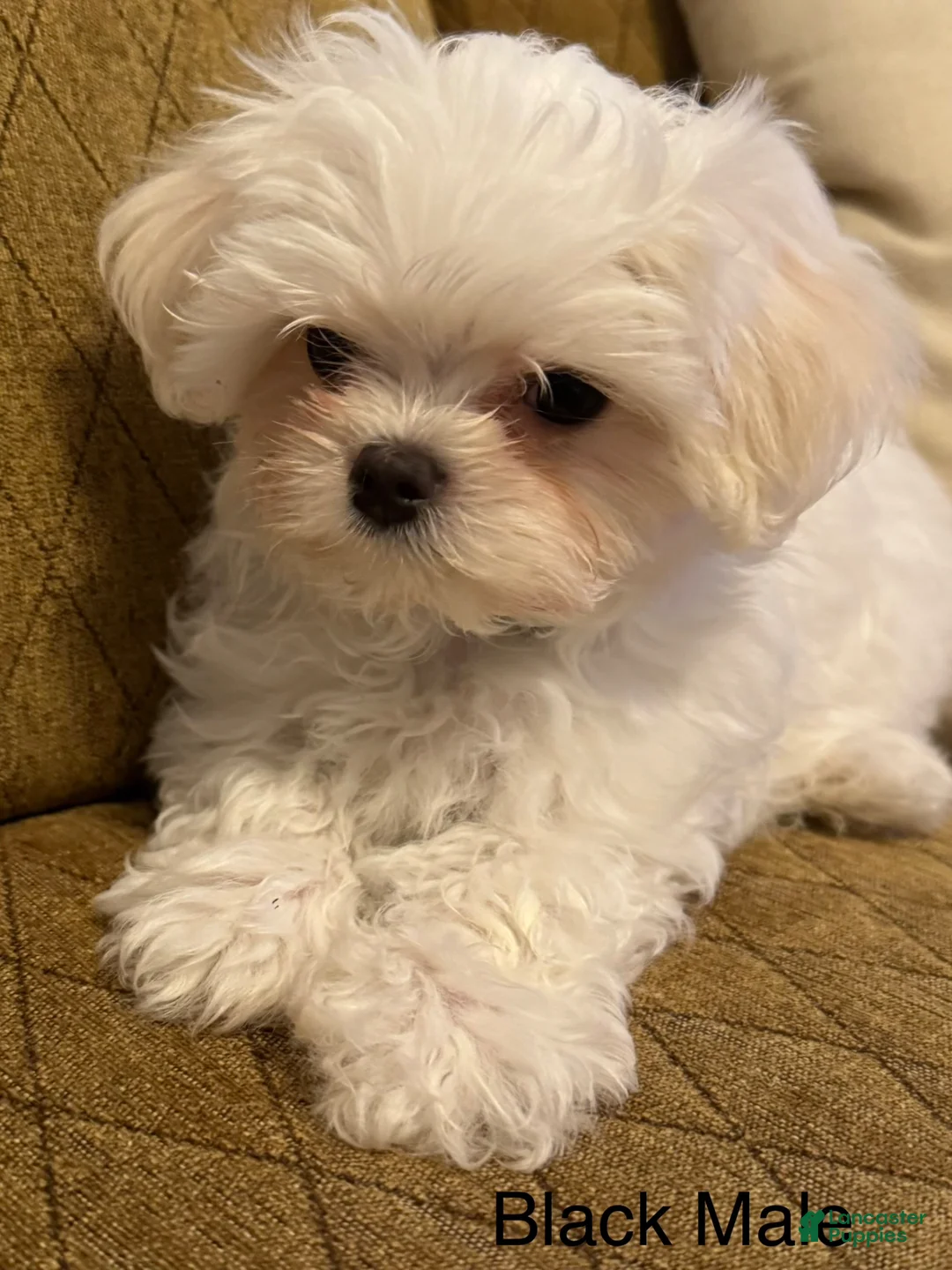 Maltese dogs for sale: Maltese Puppy 1 (black male) - Ad 2