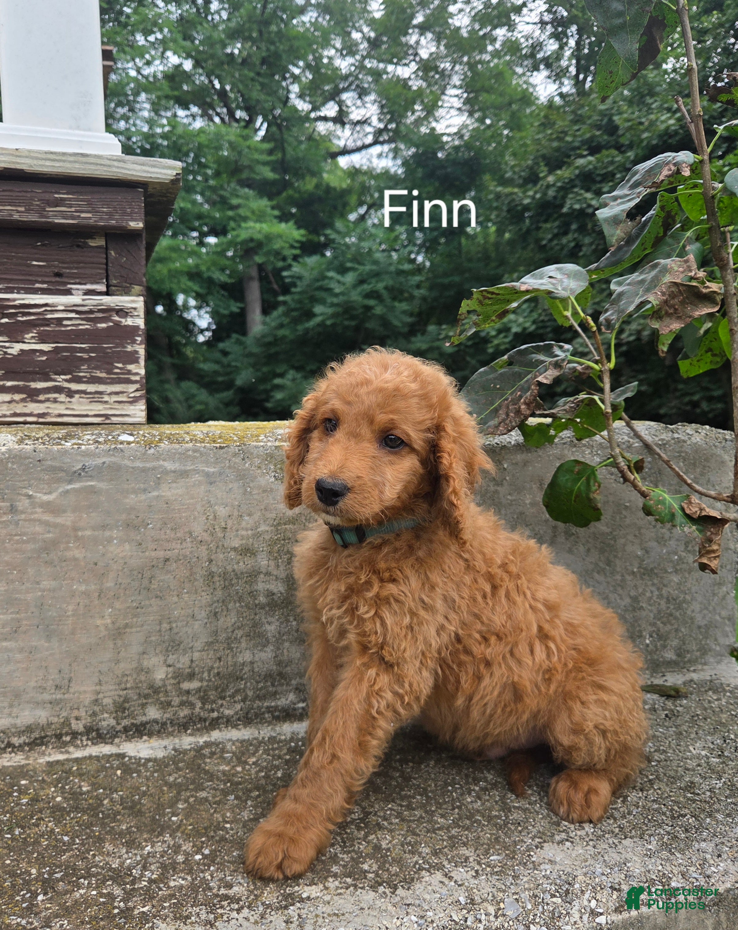 Irish Doodle dogs Irish Doodle 11 - Ad 14