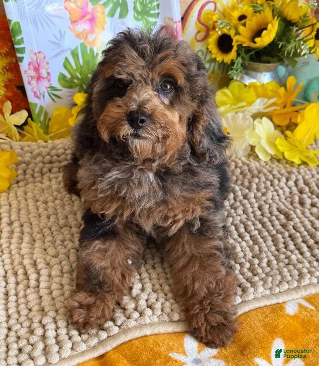 Cockapoo dogs for sale: Bella  - Ad 1