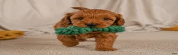 Cavapoo dogs for sale: Jasper - Ad 6