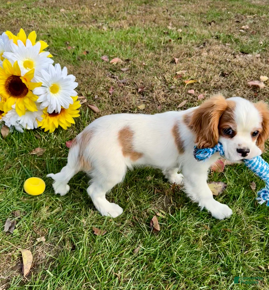 Cavalier King Charles Spaniel dogs for sale: Cavalier King Charles Spaniel Puppy 2 (Rocky) - Ad 8