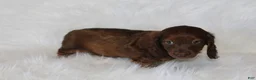 Miniature Dachshund dogs for sale: Theo - Ad 4