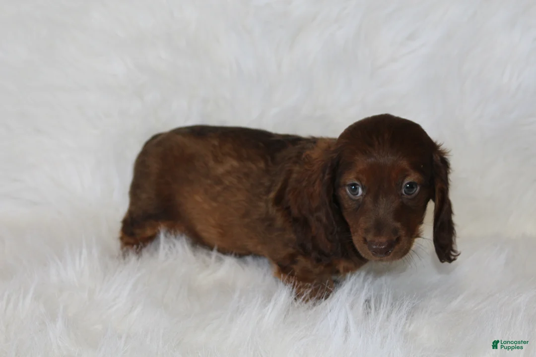 Miniature Dachshund dogs for sale: Theo - Ad 4