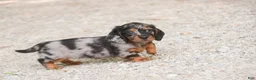 Miniature Dachshund dogs for sale: Avonlea Miniature Dachshund  - Ad 6