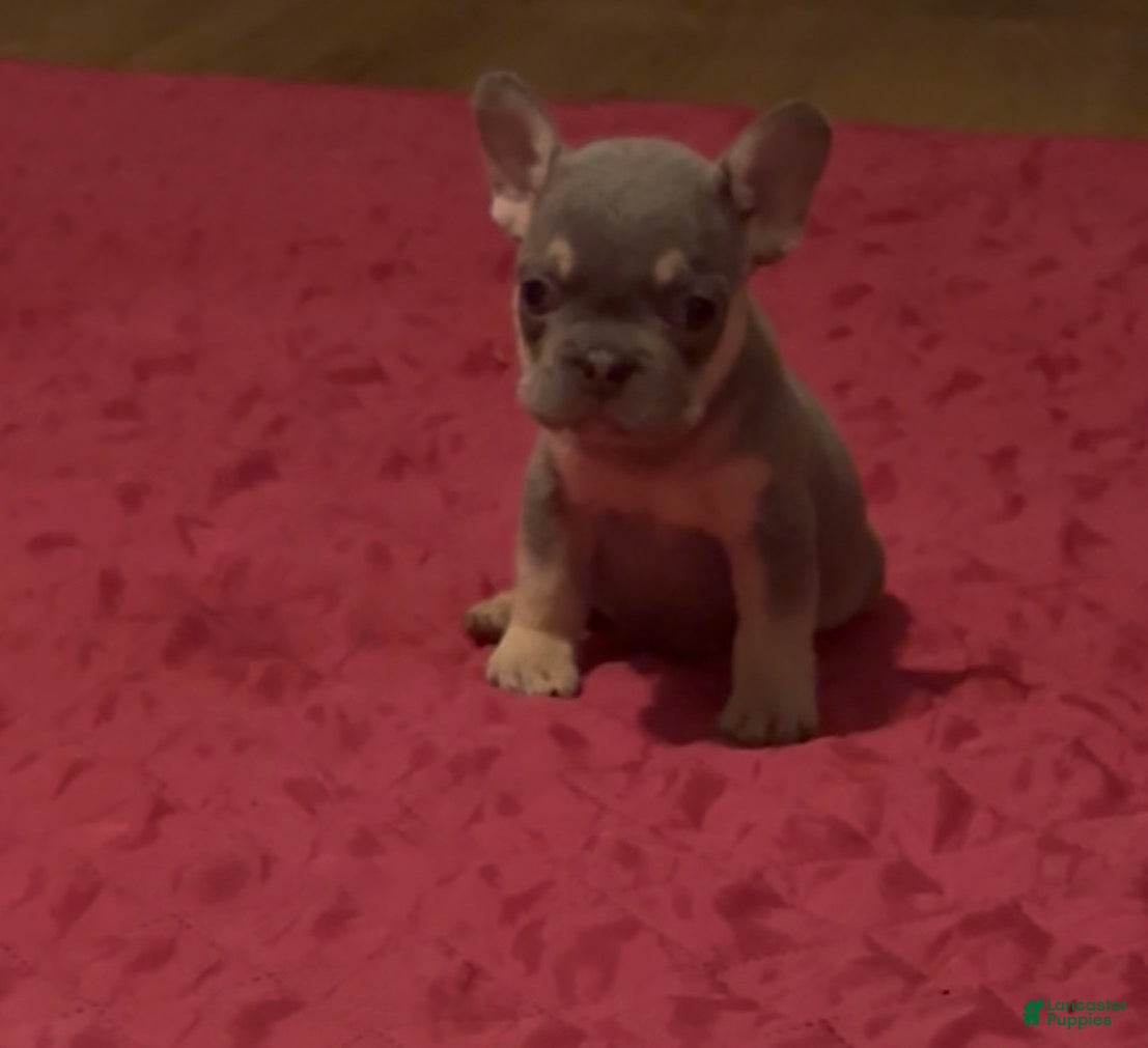 French Bulldog dogs French Bulldog 1 - Ad 6