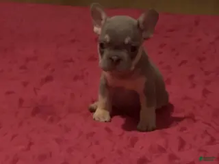 French Bulldog dogs French Bulldog 1 - Ad 1