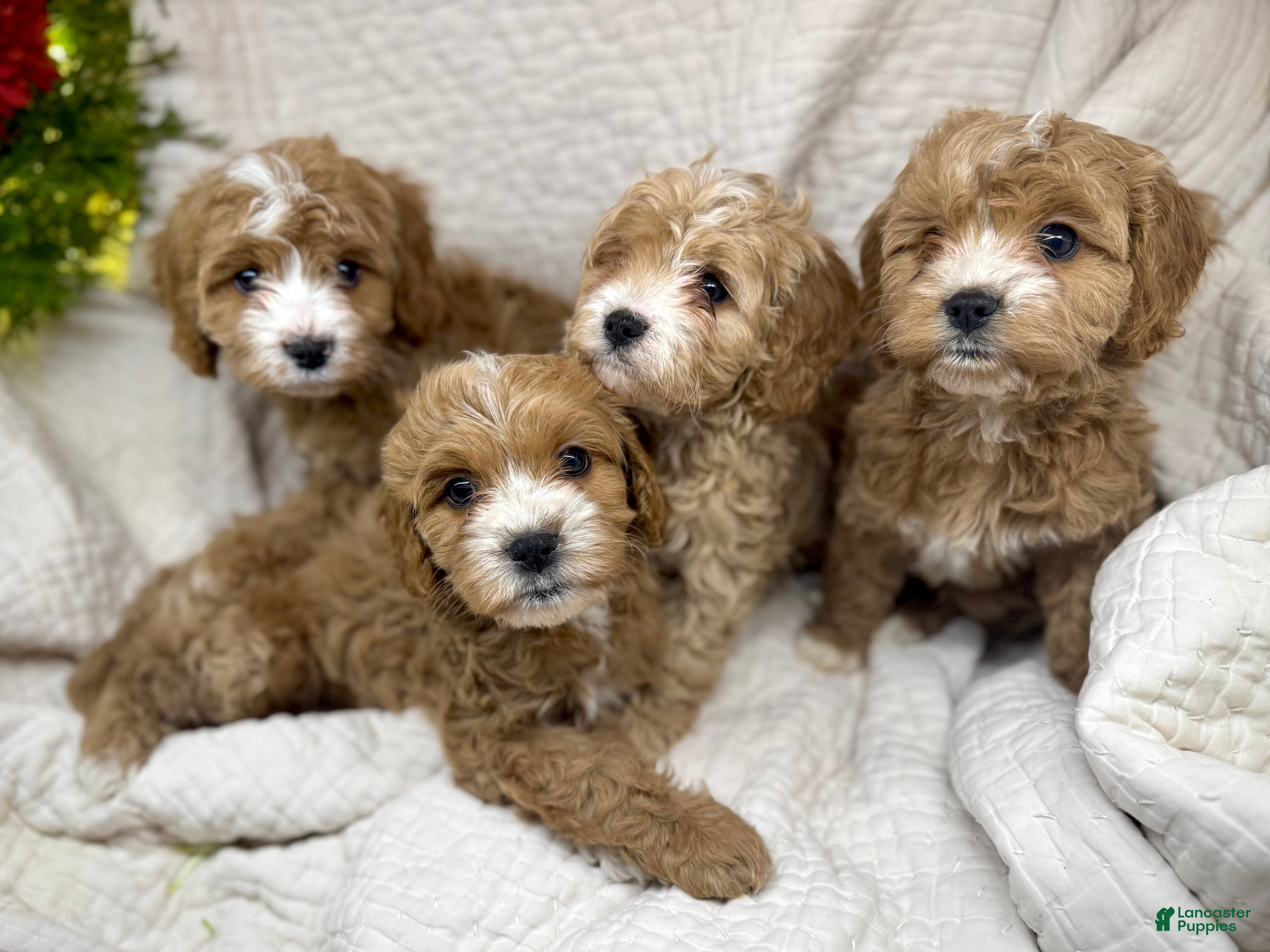 Cavapoo dogs Cavapoo Puppy 1 - Ad 2