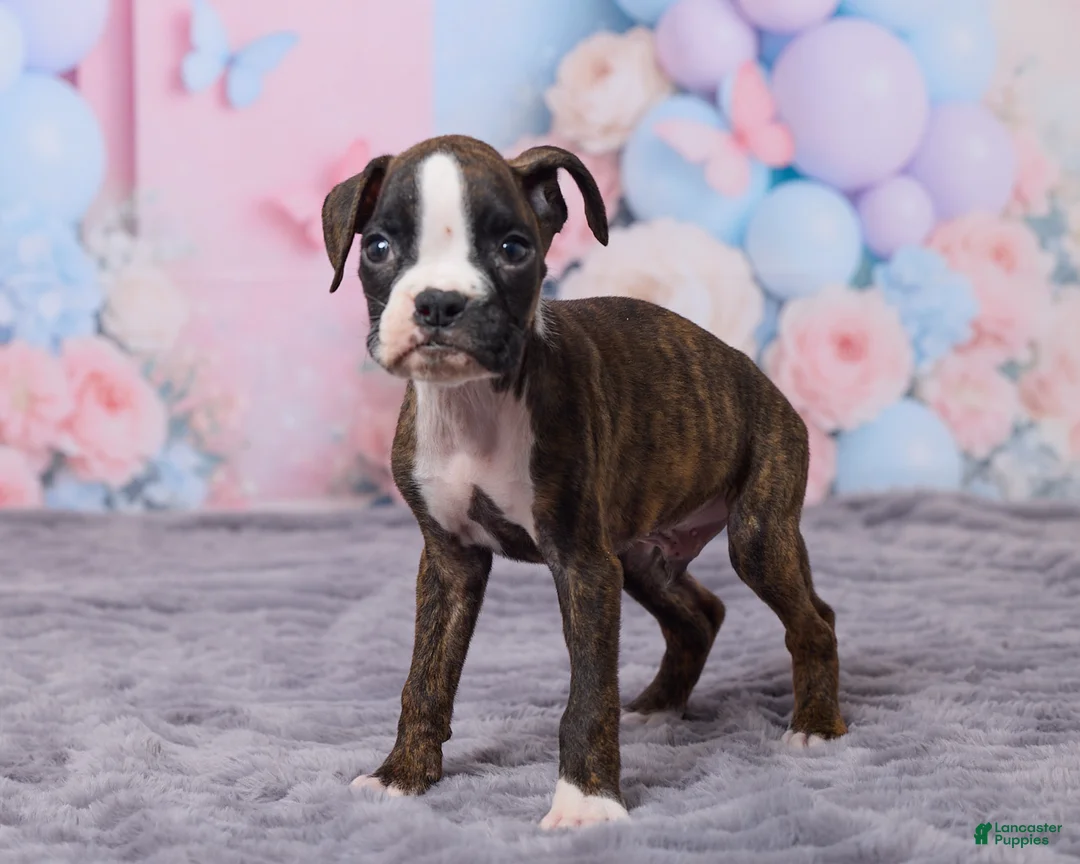 Boxer dogs for sale: Tyson - Ad 5
