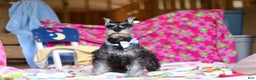 Miniature Schnauzer dogs for sale: Mateo - Ad 5