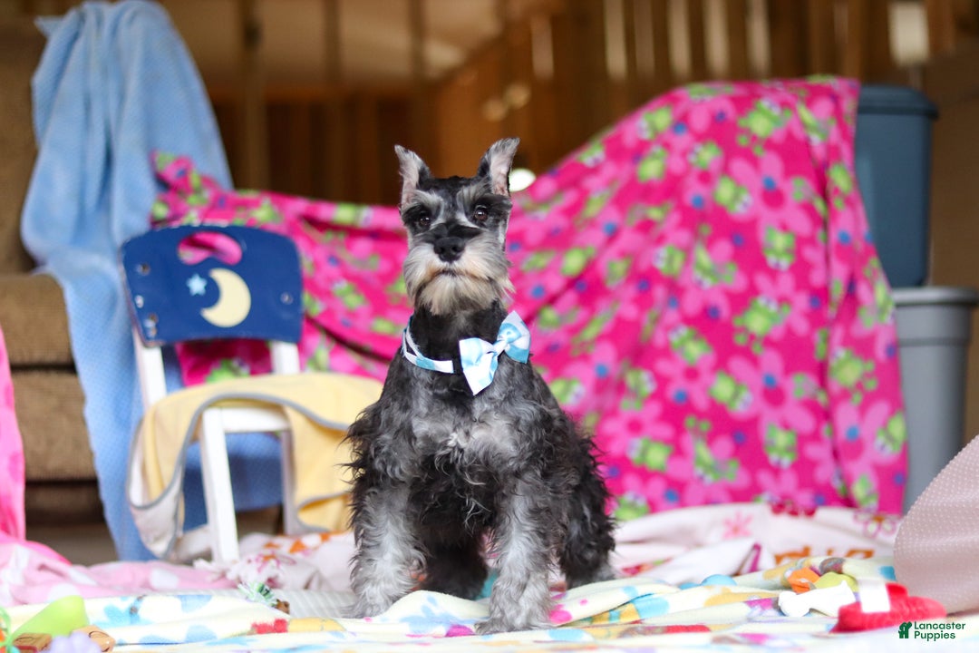 Miniature Schnauzer dogs for sale: Mateo - Ad 5