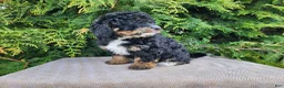Mini Bernedoodle dogs for sale: Karly - Ad 4