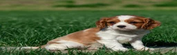 Cavalier King Charles Spaniel dogs for sale: Carl Cavalier King Charles Spaniel Puppy  - Ad 2