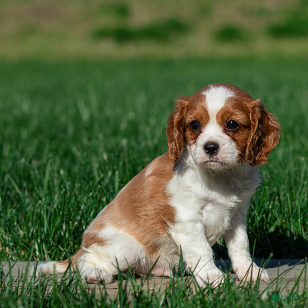 Cavalier King Charles Spaniel dogs for sale: Carl Cavalier King Charles Spaniel Puppy  - Ad 2