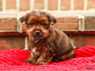 Yorkshire Terrier dogs Brownie (Small) - Ad 9