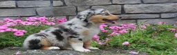 Australian Shepherd dogs for sale: Pebbles - Ad 5
