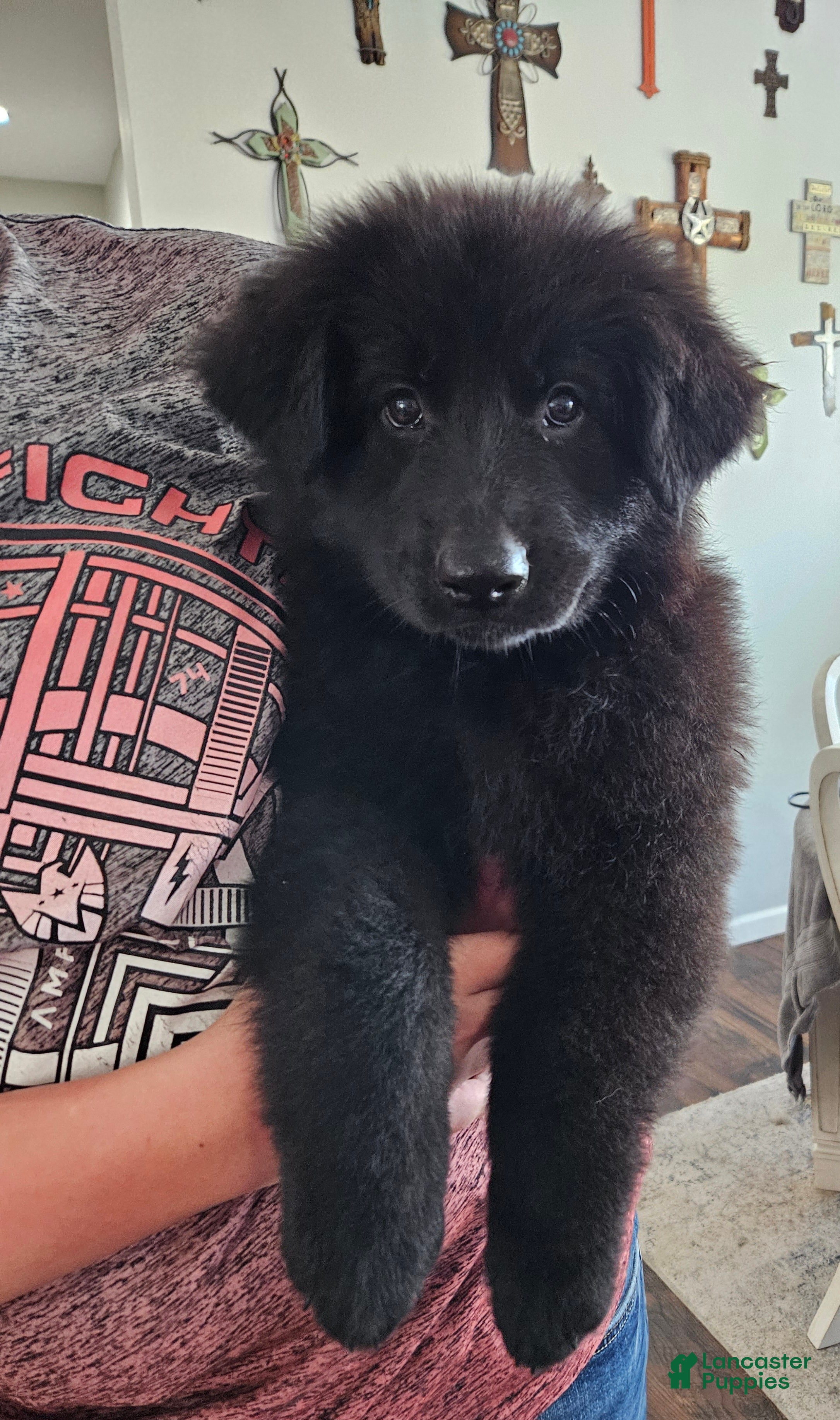 German Shepherd dogs German Shepherd Puppy 7 - Ad 1