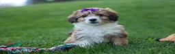Corgipoo dogs for sale: NELLY - Ad 18