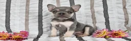 French Bulldog dogs for sale: Oliver - Ad 5