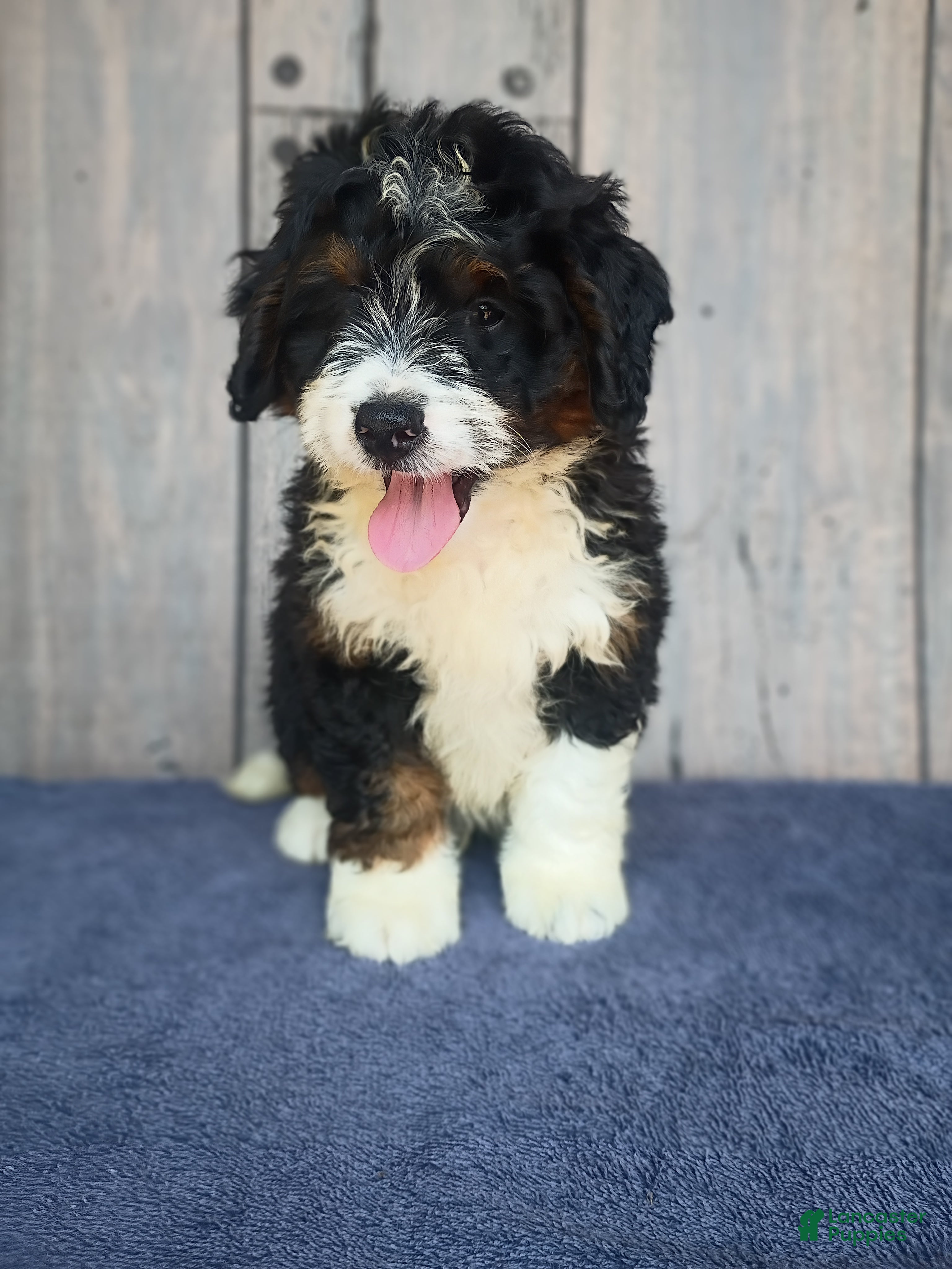 Mini Bernedoodle dogs Bear - Ad 2