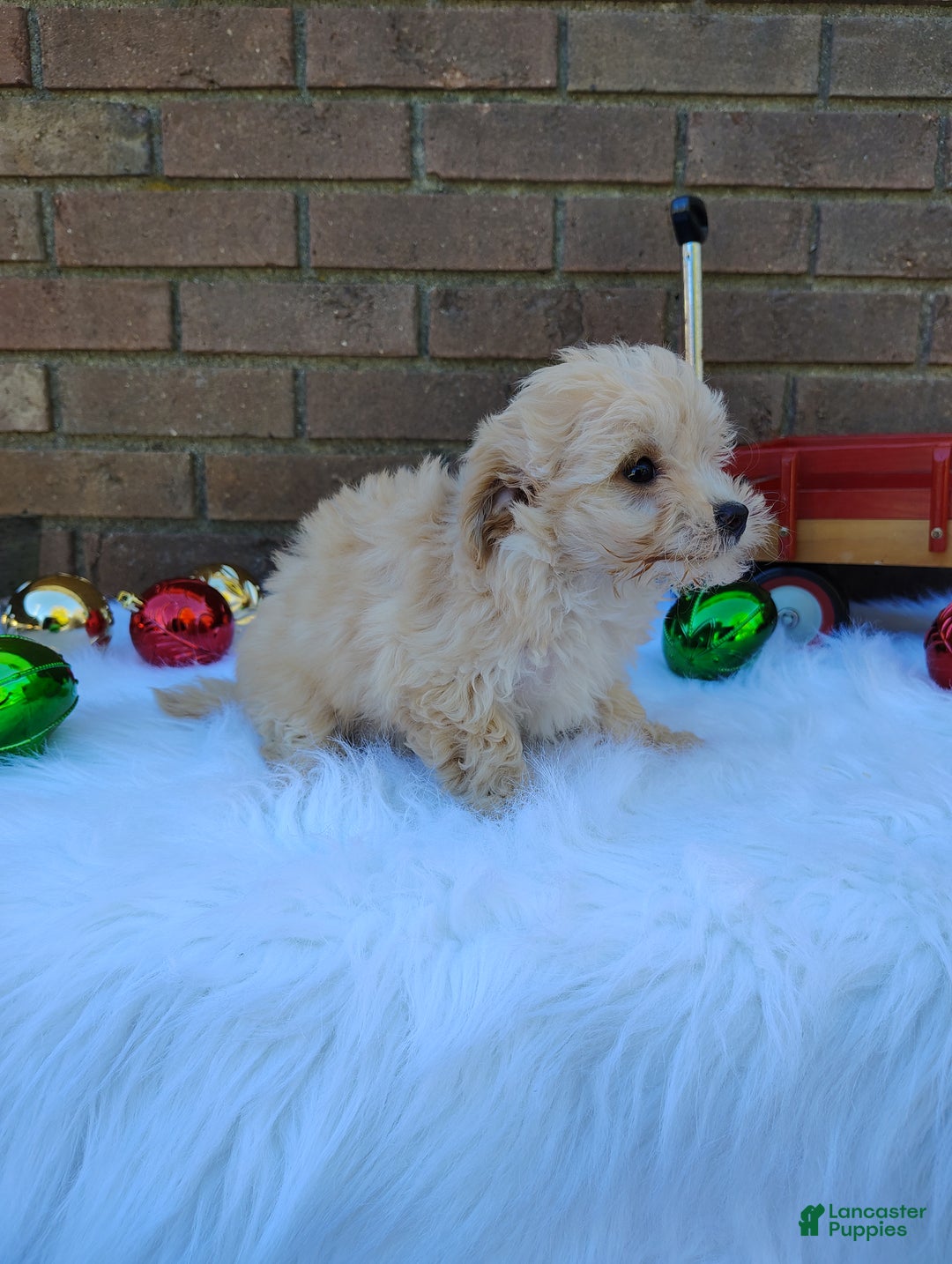 Chipoo dogs for sale: Nena - Ad 4