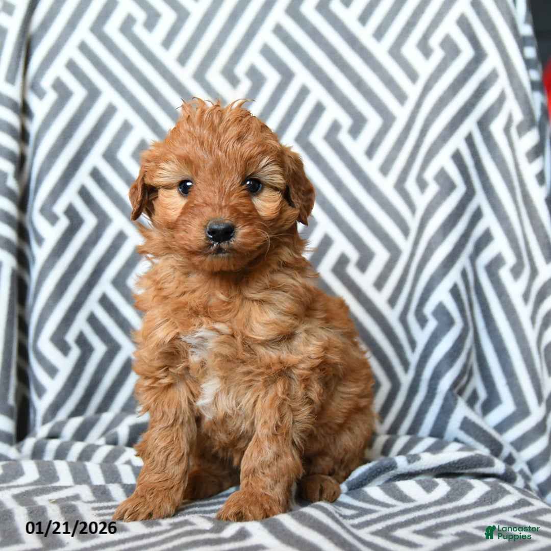 Mini Goldendoodle dogs for sale: Kitkat - Ad 3