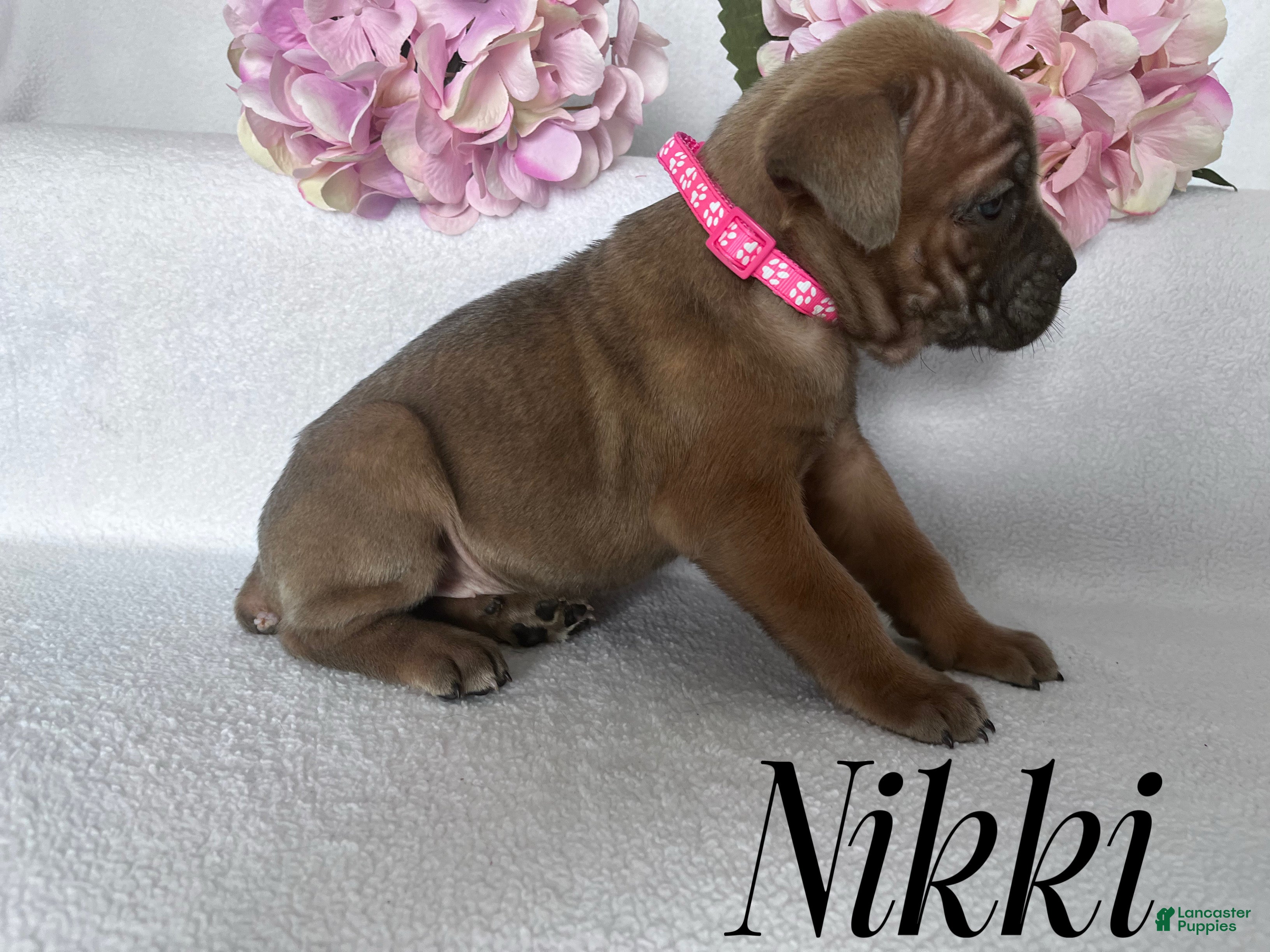 Cane Corso dogs Nikki - Ad 31