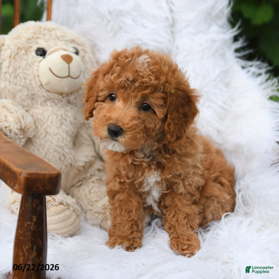 Mini Aussiedoodle dogs Star - Ad 2
