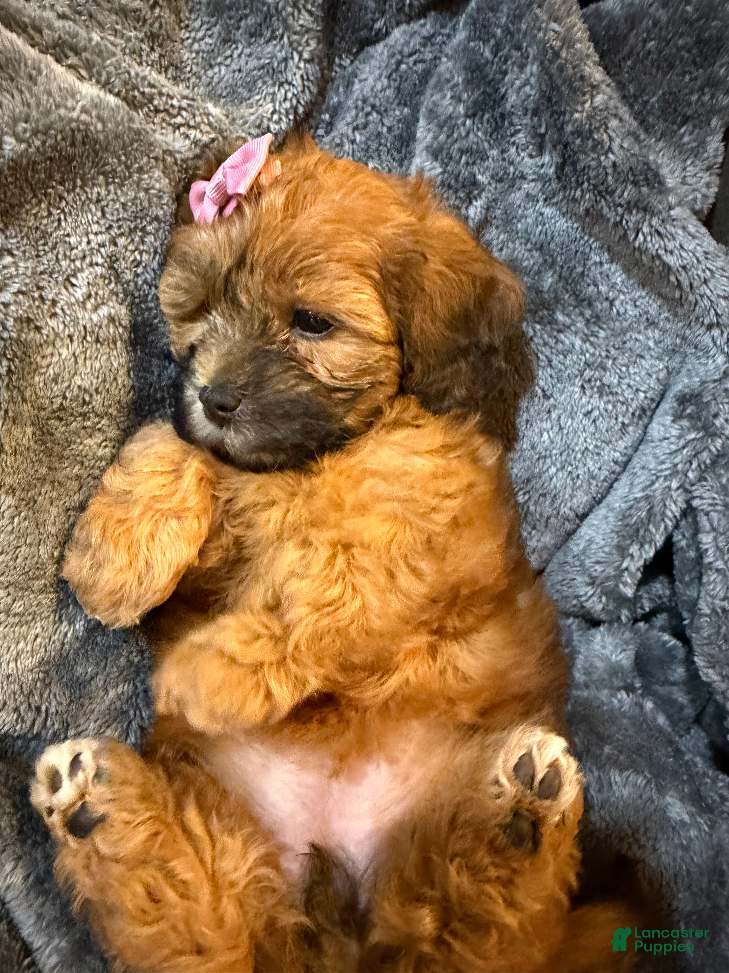 Mixed Breed dogs Bubbles - Ad 2