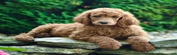 Standard Poodle dogs for sale: Major - Ad 4