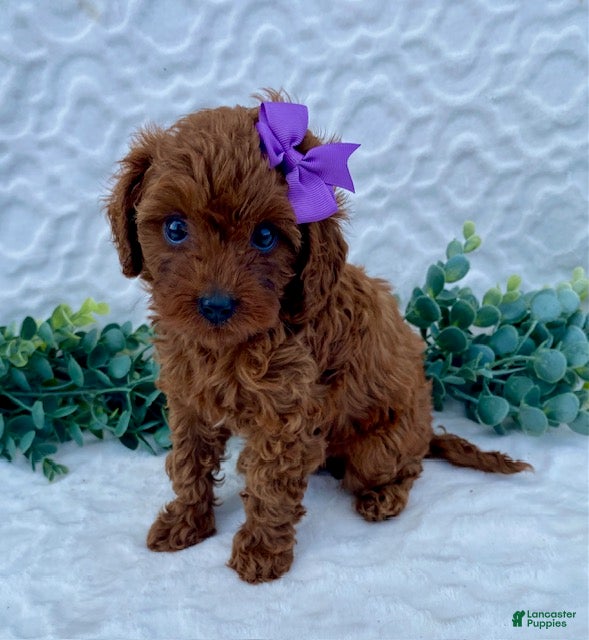 Cavapoo dogs nova - Ad 1