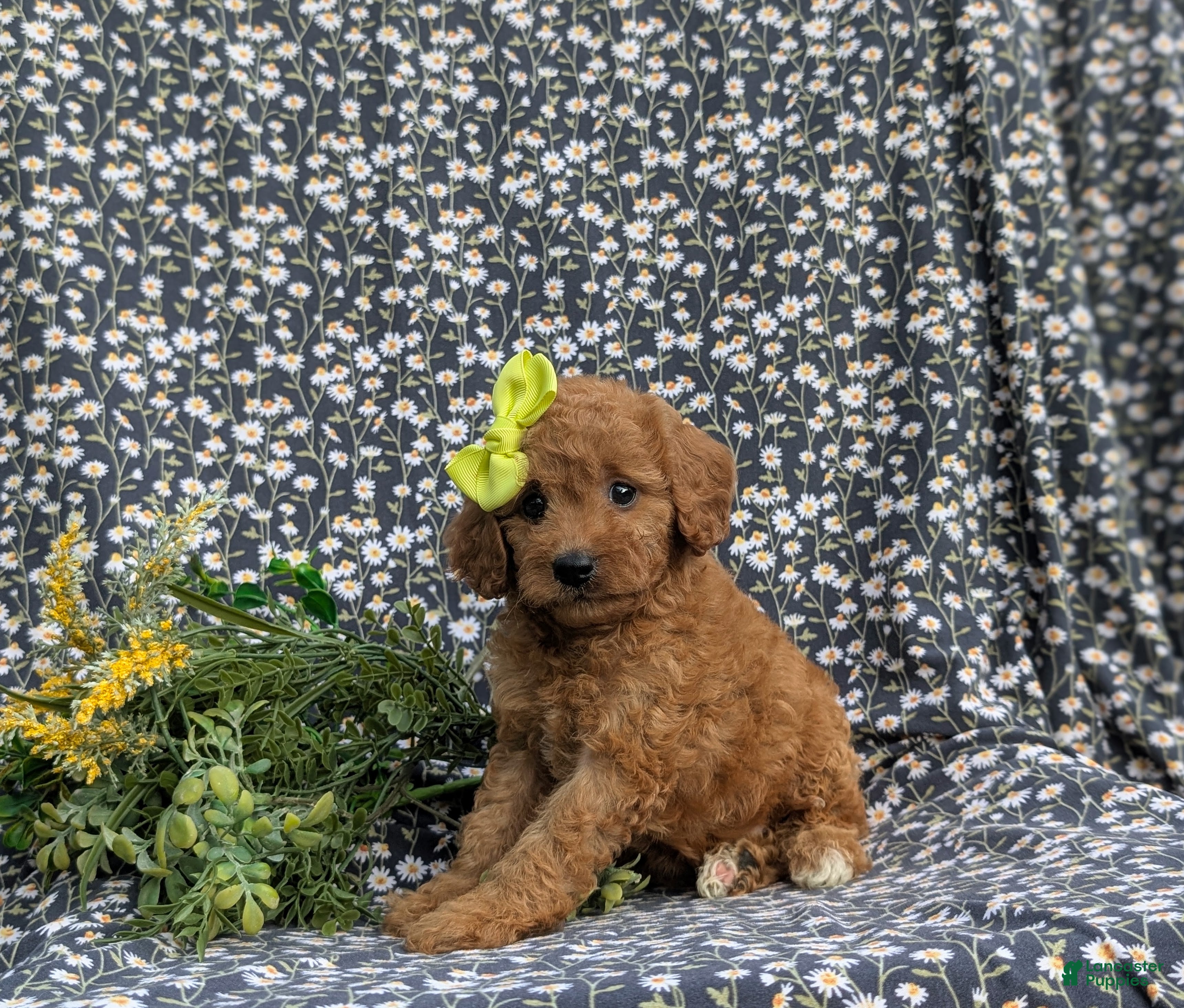 Cavapoo dogs for sale: Aimee - Ad 3