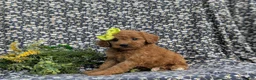 Cavapoo dogs for sale: Aimee - Ad 1