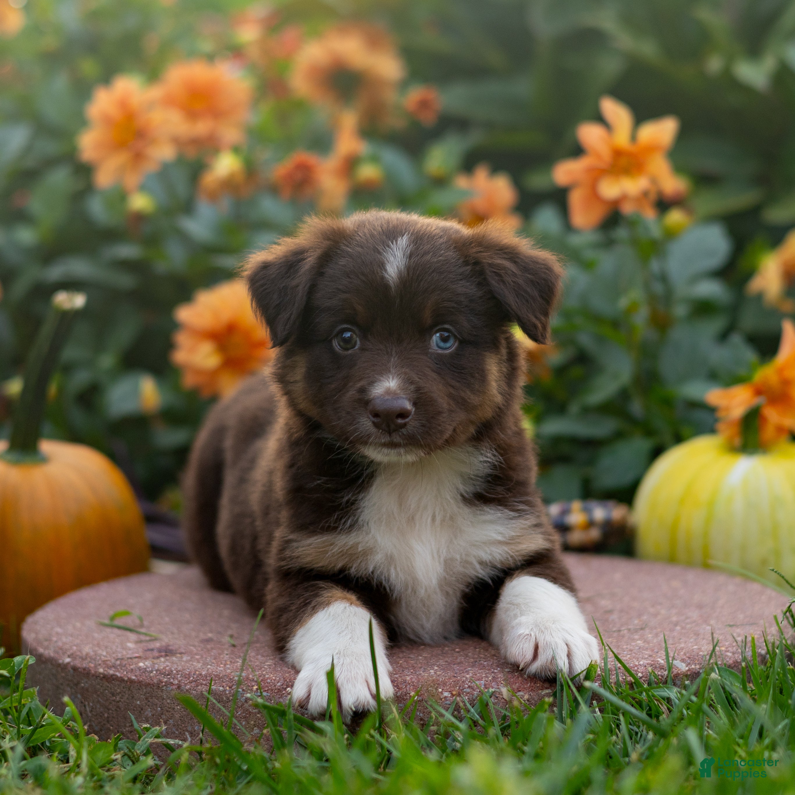 Miniature Australian Shepherd dogs Kurt - Ad 2