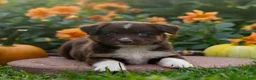 Miniature Australian Shepherd dogs for sale: Kurt - Ad 2