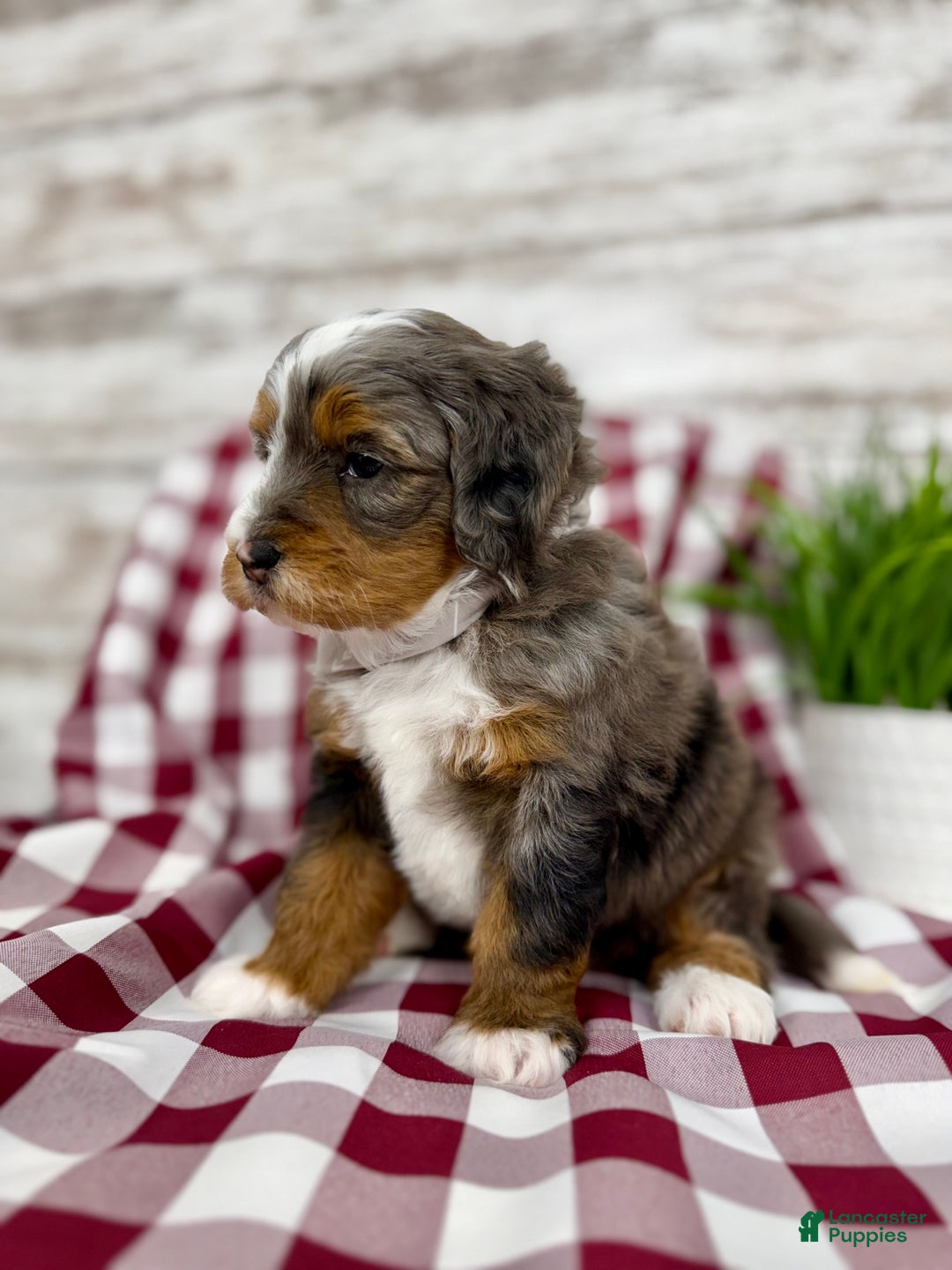 Mini Bernedoodle dogs for sale: Sophia - Ad 3