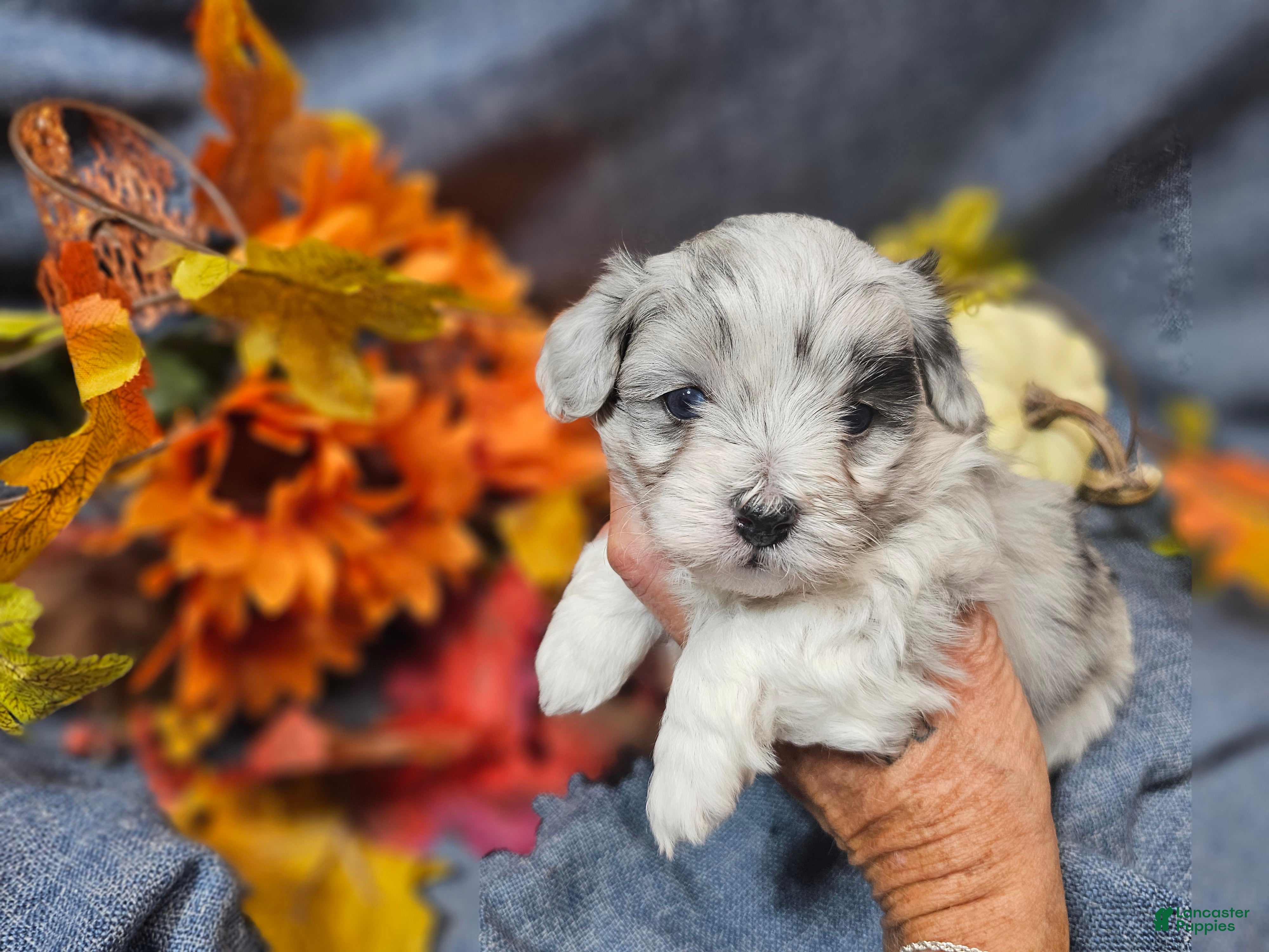 Maltipoo dogs Jazz - Ad 2