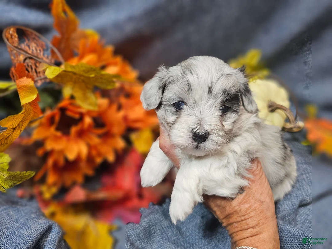 Maltipoo dogs for sale: Jazz - Ad 2