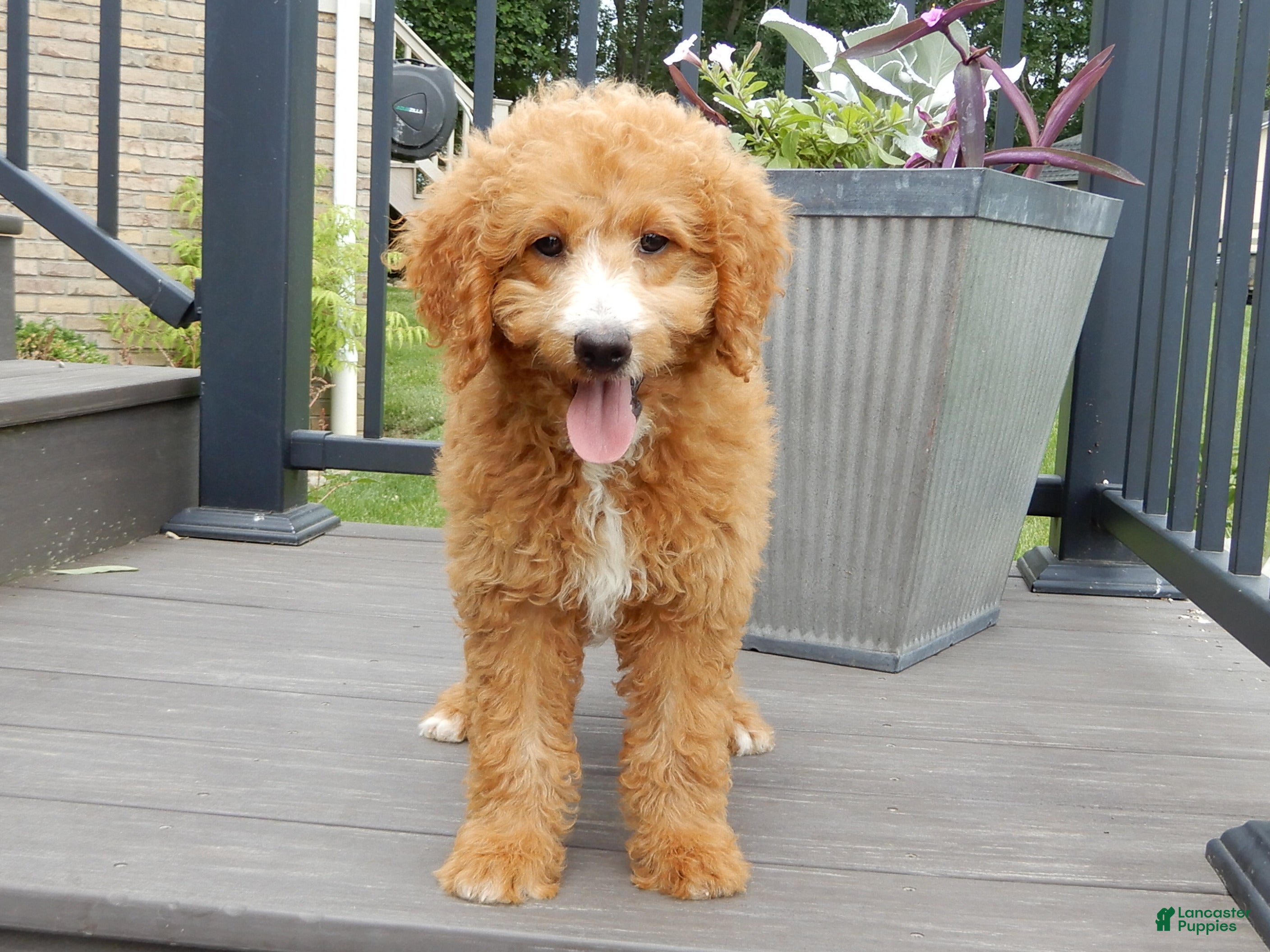Mini Goldendoodle dogs Douglas - Ad 2