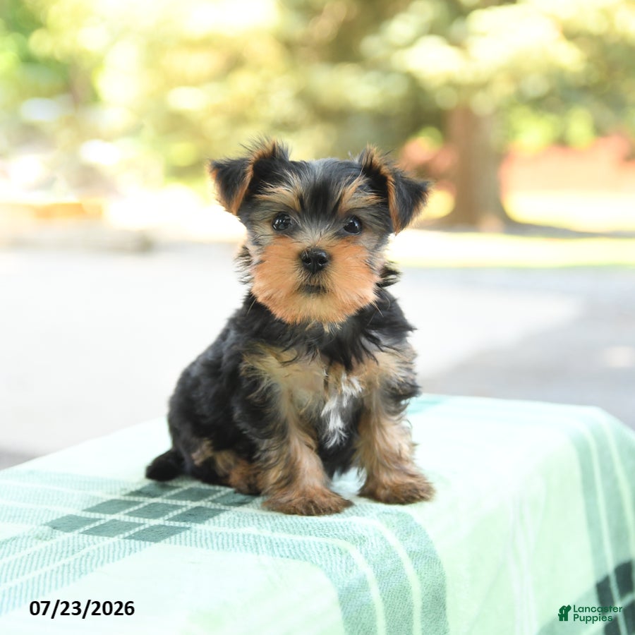 Yorkshire Terrier dogs for sale: Smores - Ad 2