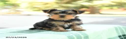 Yorkshire Terrier dogs for sale: Smores - Ad 1
