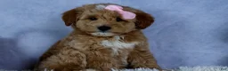 Mini Goldendoodle dogs for sale: 🐾 Meet Nixie – F2B Mini Goldendoodle Puppy 🐾 - Ad 3