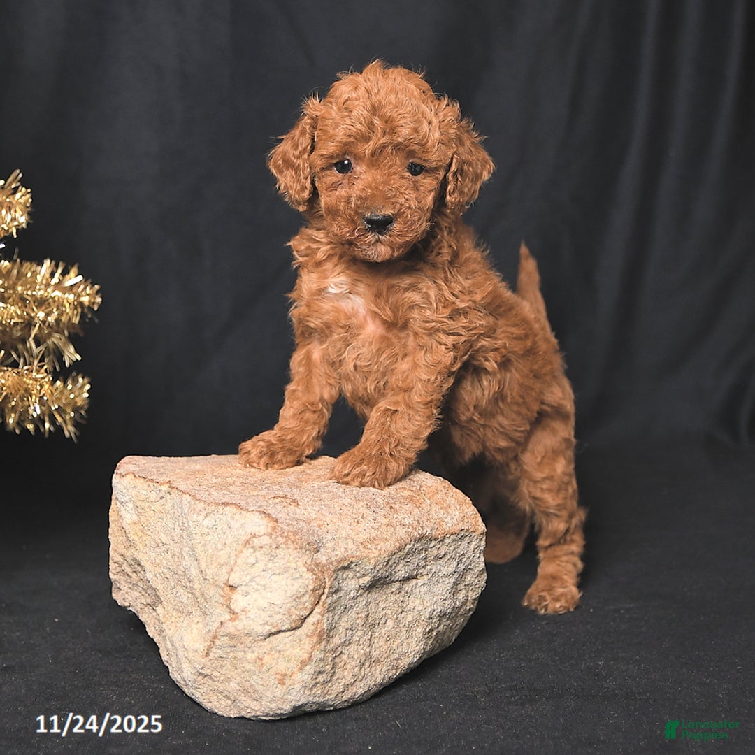 Toy Poodle dogs for sale: Bingo - Ad 2