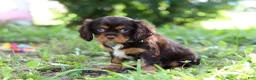 Cavalier King Charles Spaniel dogs for sale: Mudslide - Ad 5