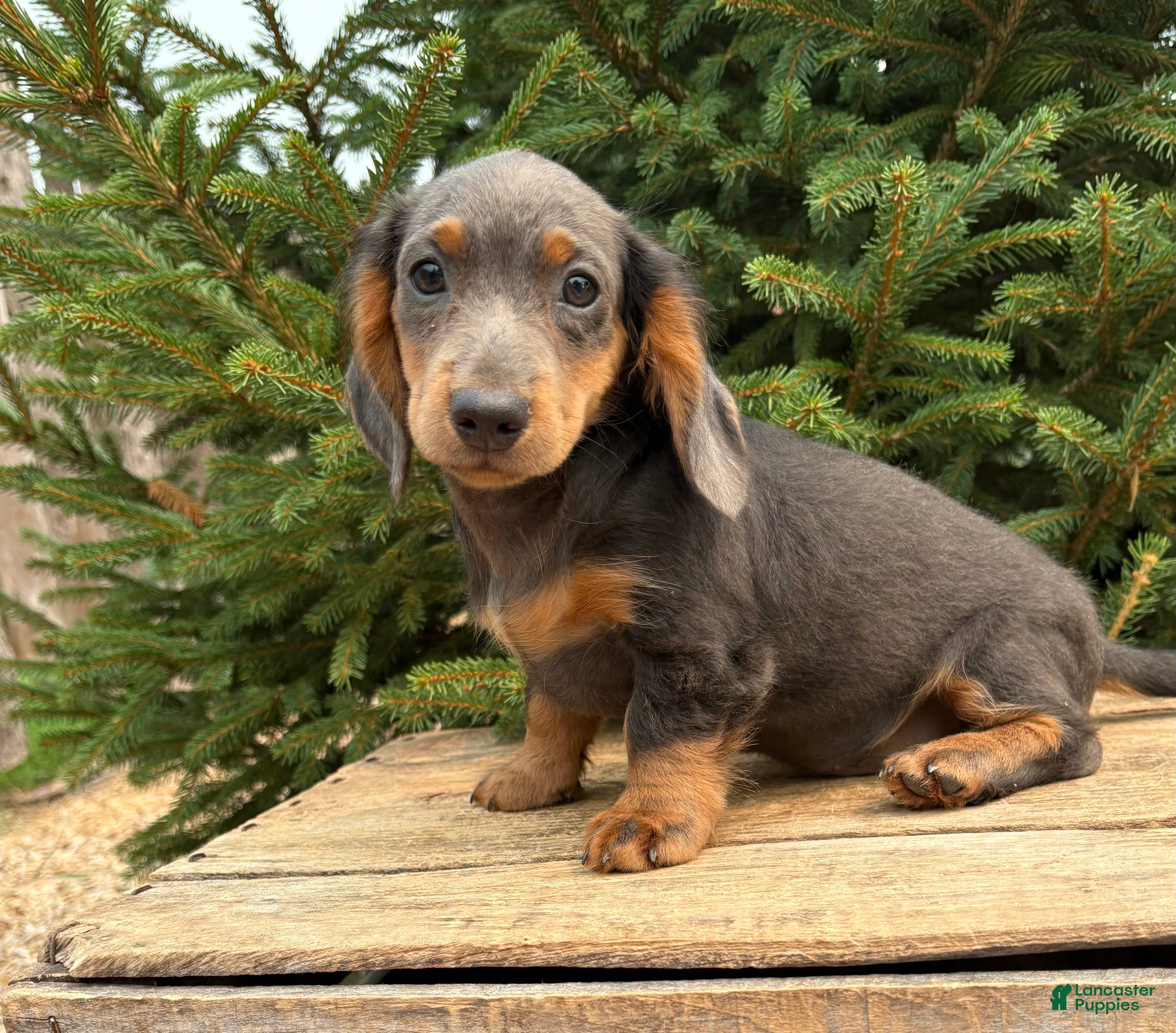 Miniature Dachshund dogs Opal - Ad 1
