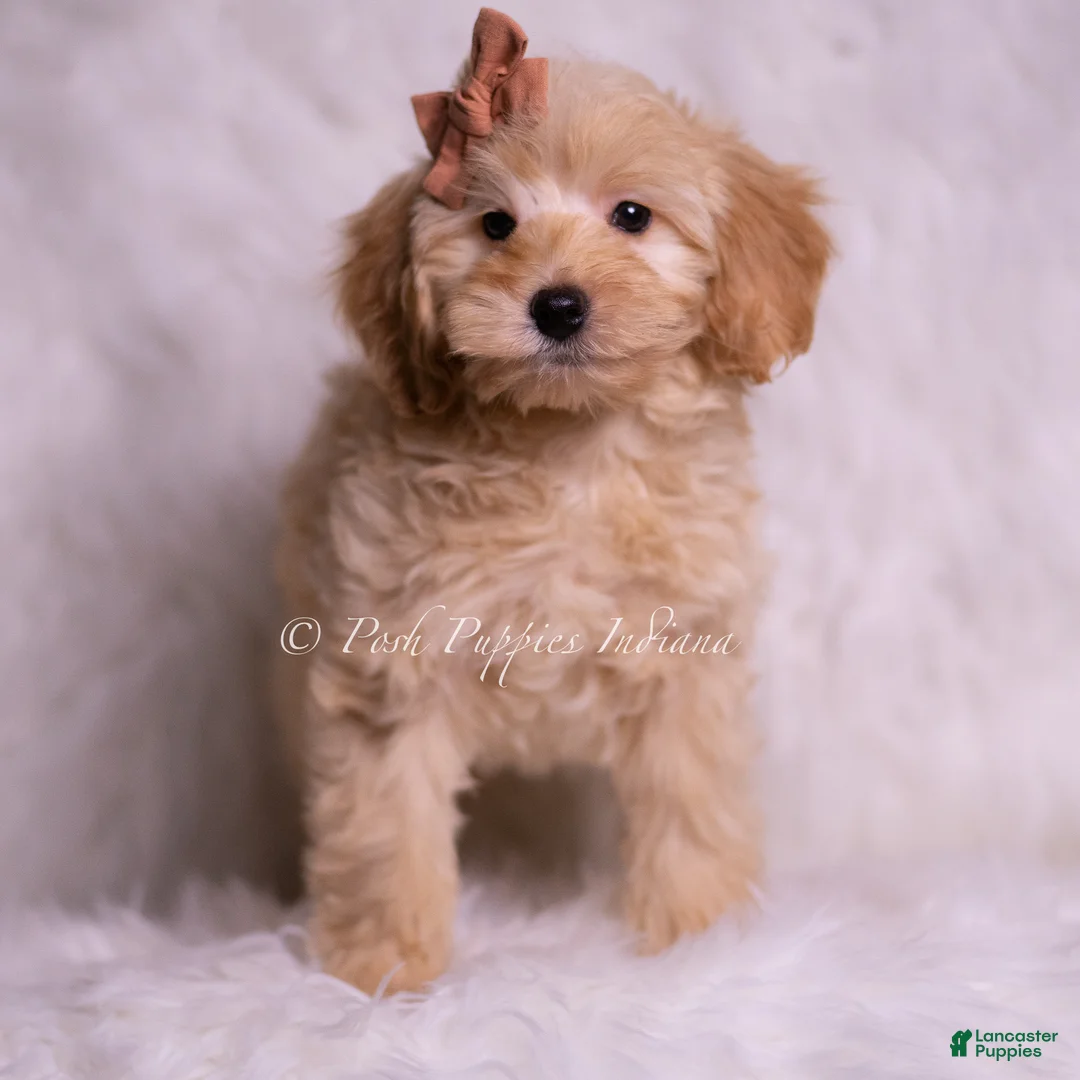 Mini Goldendoodle dogs for sale: Butterfingers - Ad 4