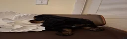 Cocker Spaniel dogs for sale: Cocker Spaniel 1 - Ad 4