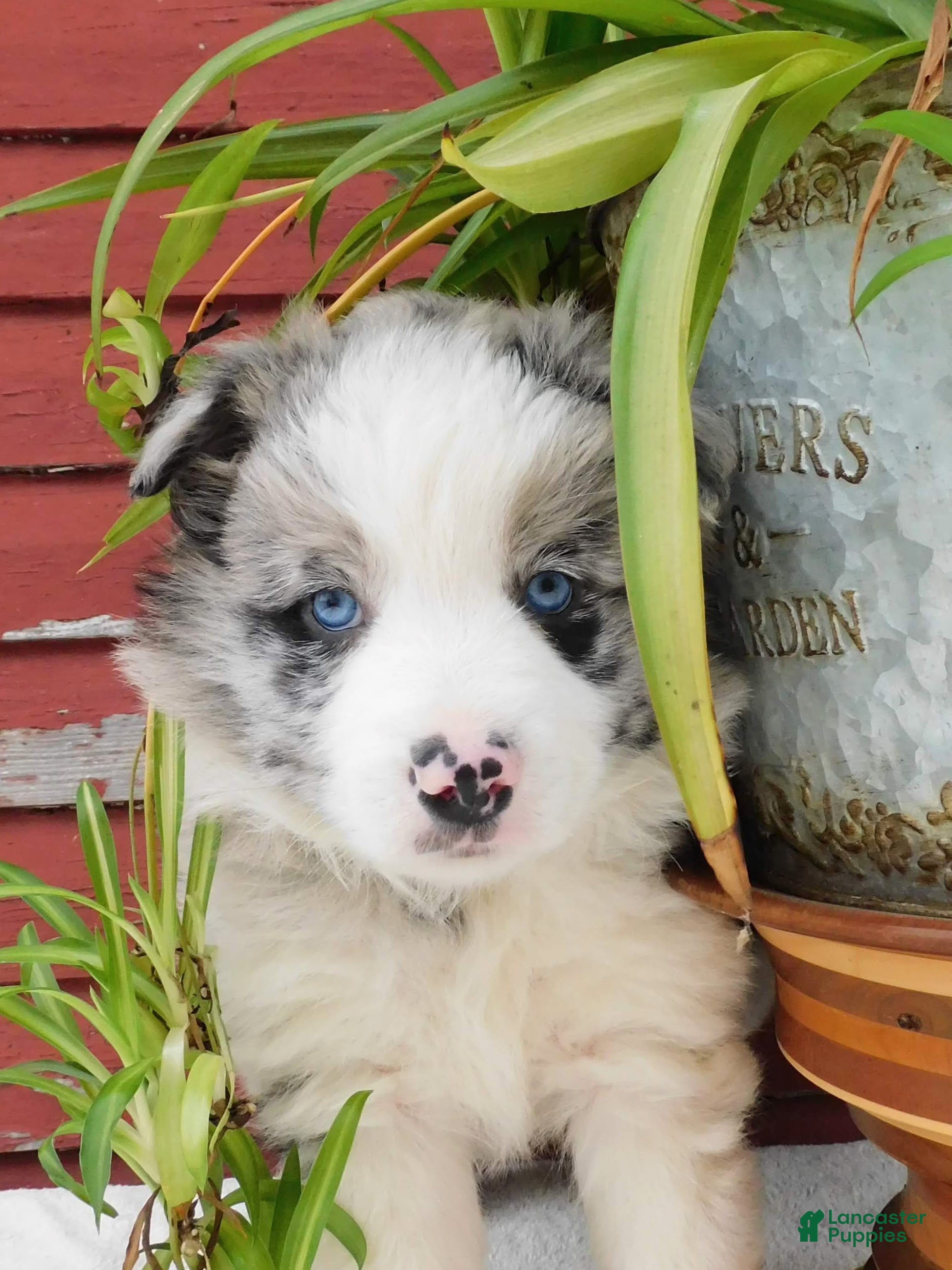 Border Collie dogs Tirzah - Ad 1