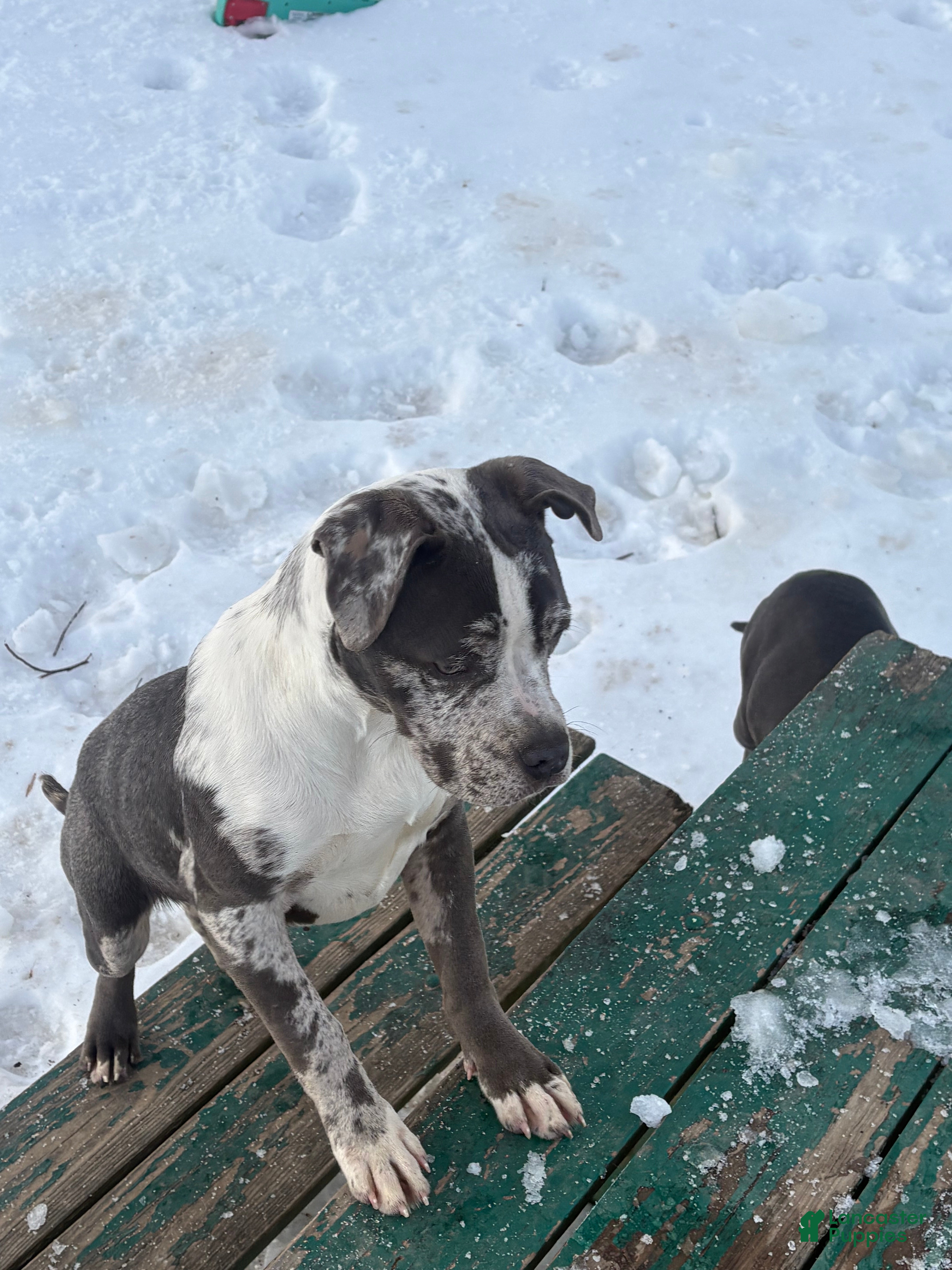 American Bully dogs Hope - Ad 18