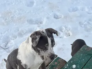 American Bully dogs Hope - Ad 18