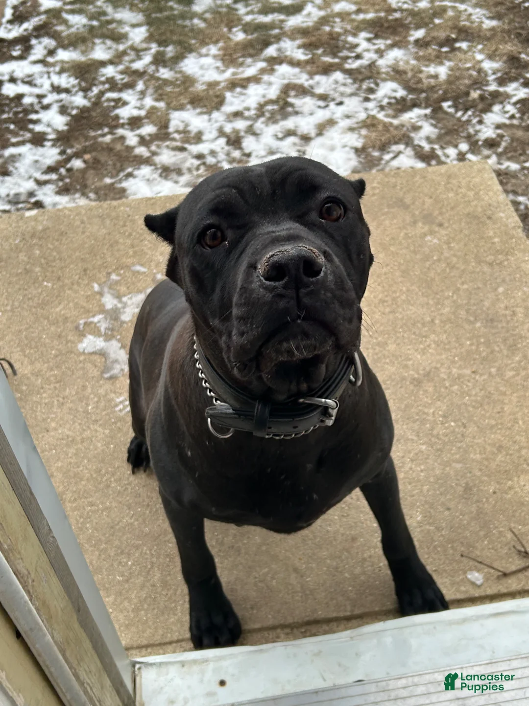 Cane Corso dogs for sale: Cane Corso Puppy 1 - Ad 3